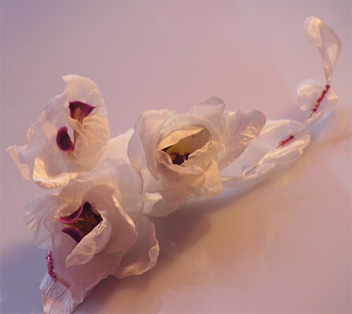 Orchidee Korelli