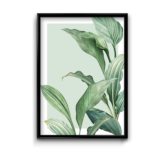 plakaty Plakat Funkia 