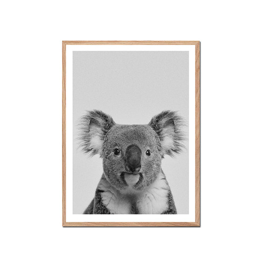 Plakat KOALA muybien