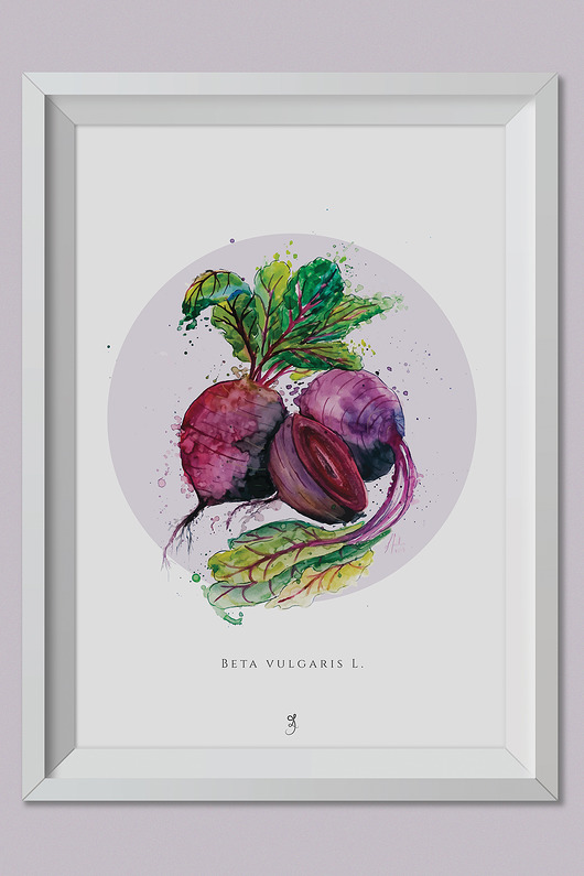 plakaty Plakat Buraki Grafika 70x50cm