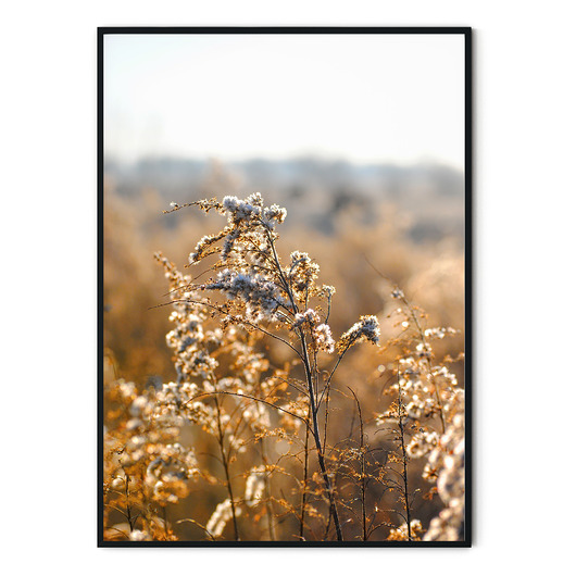 Plakat skandynawski botaniczny Dried Flowers myscandi