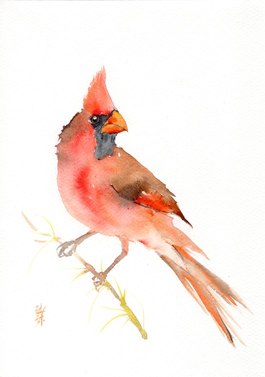 obrazy Oryginalna akwarela. Kardynał