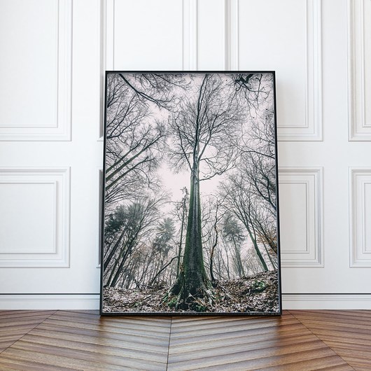 Plakat / Zdjęcie "Las Wolski" 35,3x50 WzoryKolory