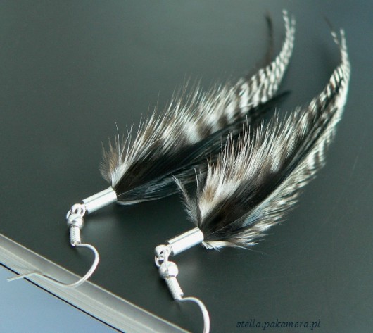 zebra Stella