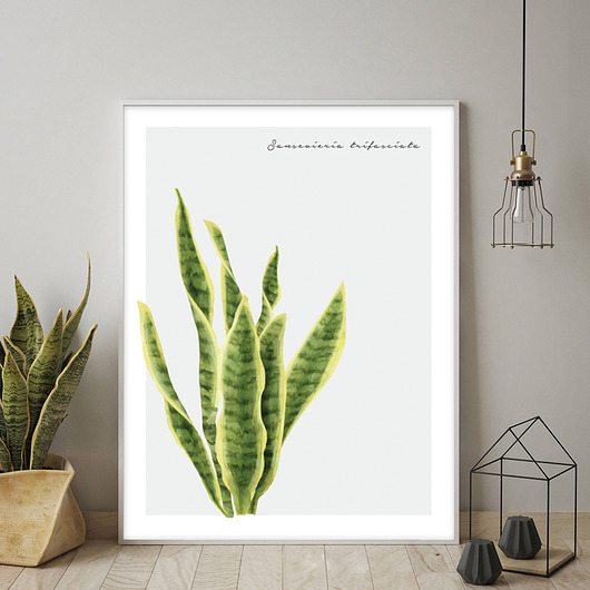 Plakat SANSEVIERIA muybien
