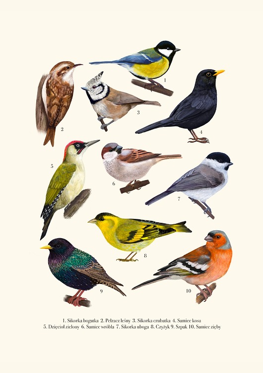 plakaty Plakat "Ptaki" plansza II 50x70 cm