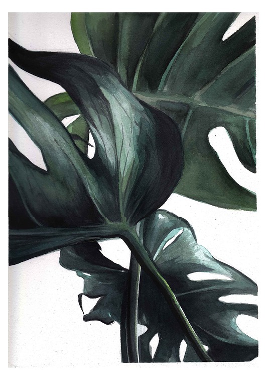 grafiki i ilustracje Monstera. Ilustracja tuszem i akwarelą.