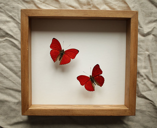 ramki na zdjęcia Dwa czerwone motyle w gablocie