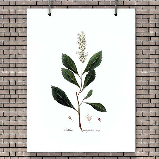 PLAKAT botaniczny  DUZY FORMAT orszelina botanika