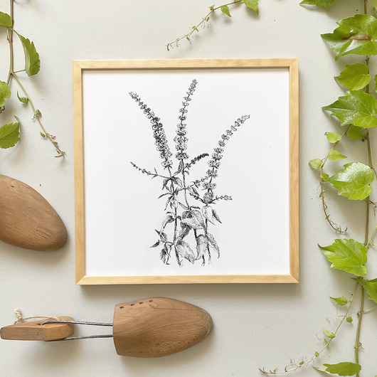 grafiki i ilustracje Mięta pieprzowa