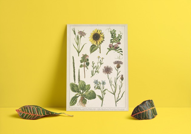 plakaty Plakat Rośliny polne i pastewne