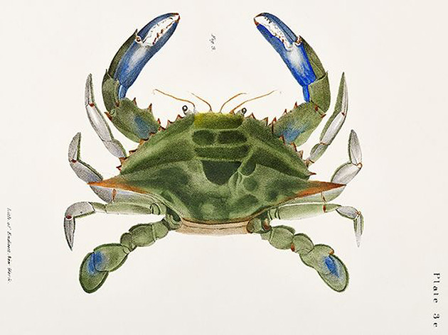 plakaty Niebieski-krab-ilustracja-vintage