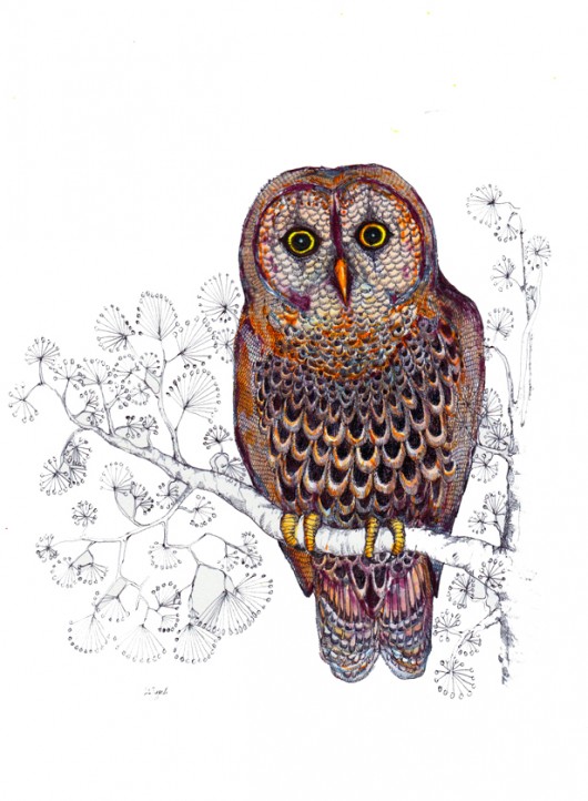 grafiki i ilustracje Sowa z Laponii- ilustracja- grafika na ścianę