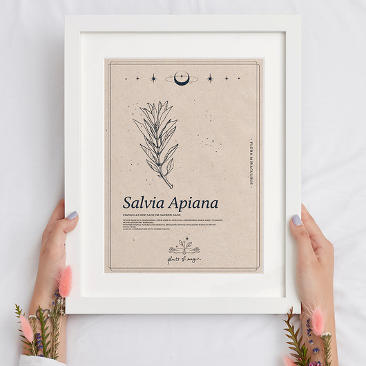Poster Biała Szałwia A3 Plants of Magic