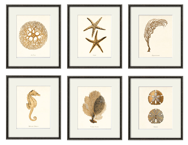 grafiki i ilustracje Zestaw 6 grafik  koralowiec reprodukcja morskie