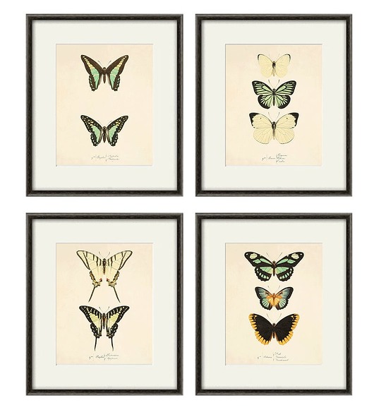 Rysunek motyle egzotyczne zestaw 4 Victorian wall art