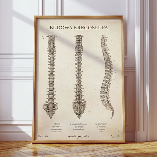 plakaty Plakat Budowa Kręgosłupa Vintage