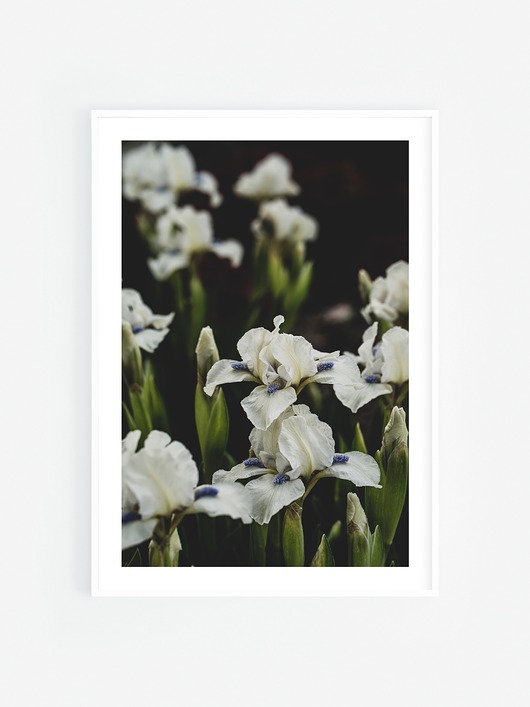 fotografia Białe kwiaty irysy