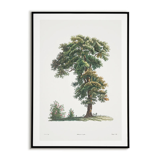 plakaty Plakat botaniczny ilustracja z Drzewem Vintage