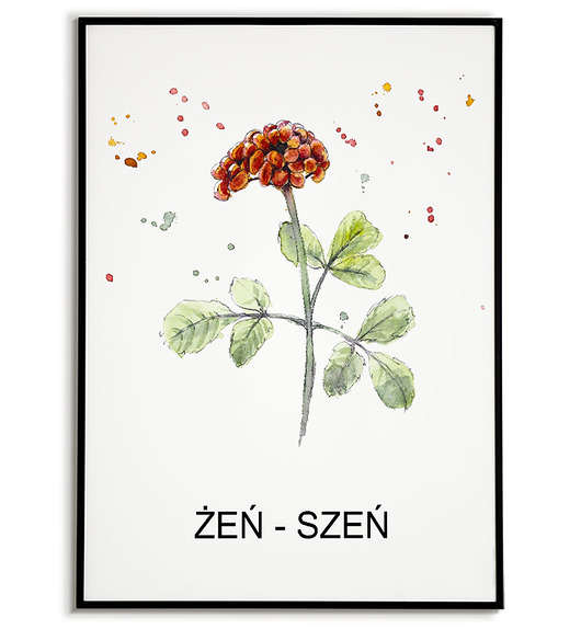 plakaty Plakat  GRAFIKA ŻEŃ - SZEŃ warzywa ZIOŁA