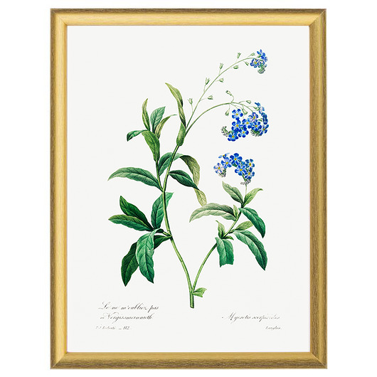 Botaniczne ilustracje - Niezapominajka White Rose Peonies 