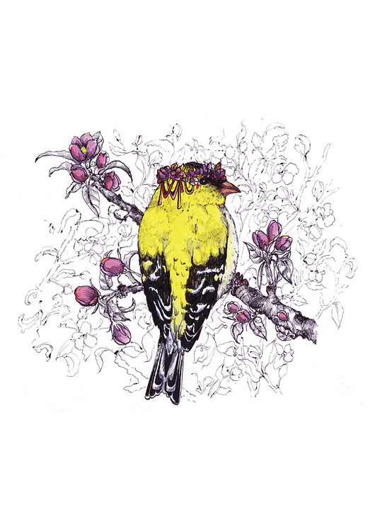 grafiki i ilustracje Czyżyk wiosenny- ilustracja- grafika