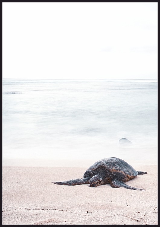 plakaty Plakat "Żółw morski na plaży"