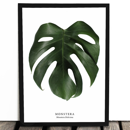 Plakat a4 MONSTERA DELICIOSA Lawendowy Bazar