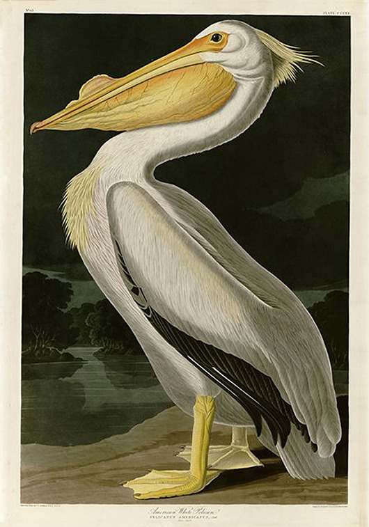 plakaty Plakat pelikan-rycina-z-ksiazki-i