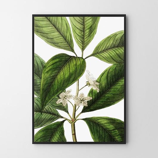 Roślinny plakat vintage kwiaty HOG STUDIO