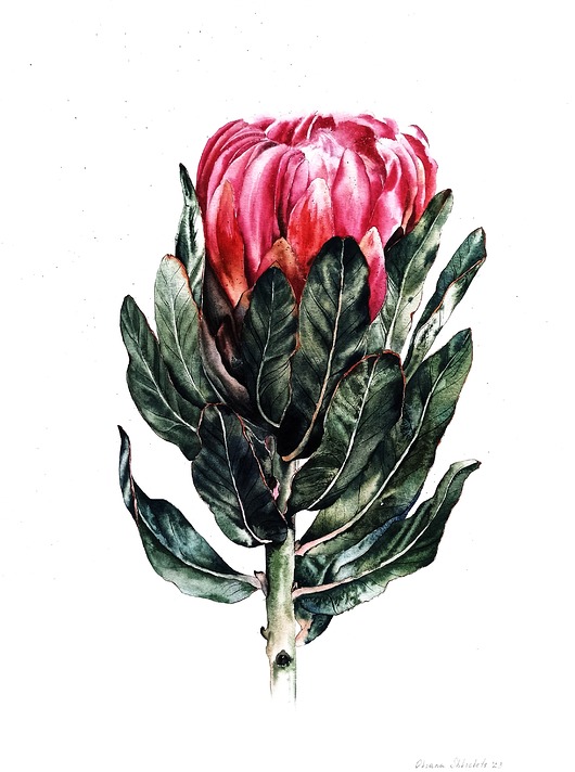 obrazy "Protea" 36*48cm/ akwarela