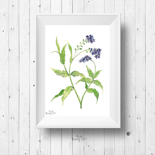 Plakat botaniczny z kwiatem Merely Susan