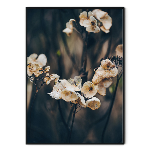 Plakat botaniczny Dried Hydrangea myscandi