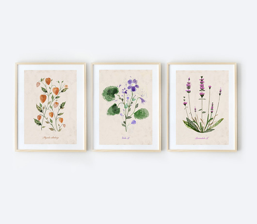 plakaty 3 ilustracje botaniczne  A3