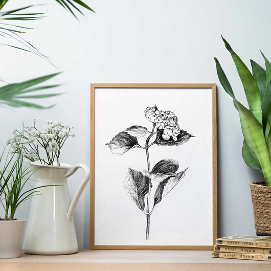 grafiki i ilustracje Hortensja