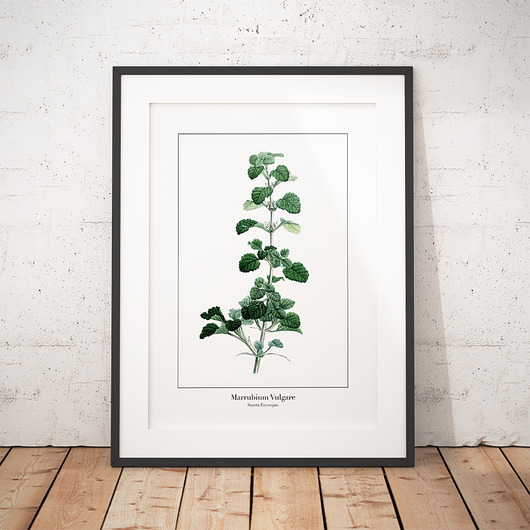 Plakat botaniczny Szanta Zwyczajna trochę na ścianę