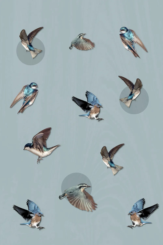grafiki i ilustracje Plakat, kolaż Bluebird