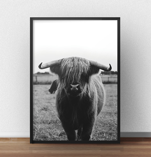 Plakat "Krowa" - 50x70 scandiposter