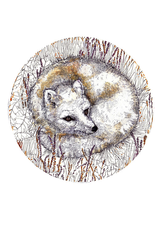 Lis arktyczny- grafika- ilustracja BOSKE