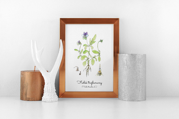 Plakat  ilustracja tablica botaniczna fiołek Arty arty