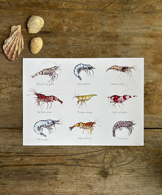 grafiki i ilustracje Krewetki- Prawns- Grafika- Ilustracja- Plakat