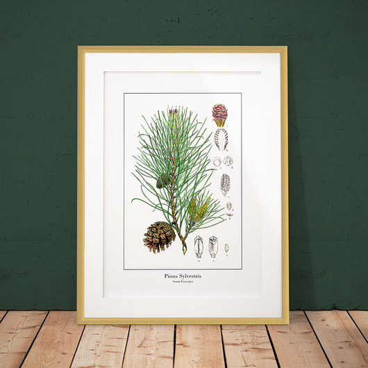 Plakat botaniczny Sosna Zwyczajna - kwiatostan trochę na ścianę
