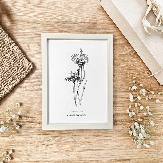 grafiki i ilustracje Chaber - grafika botaniczna w oprawie