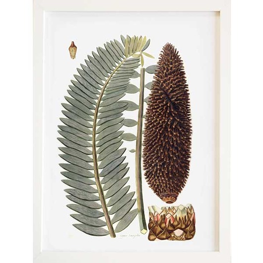 plakaty Plakat botaniczny vintage A3