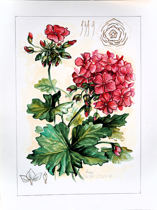 grafiki i ilustracje Akwarela "Pelargonie"