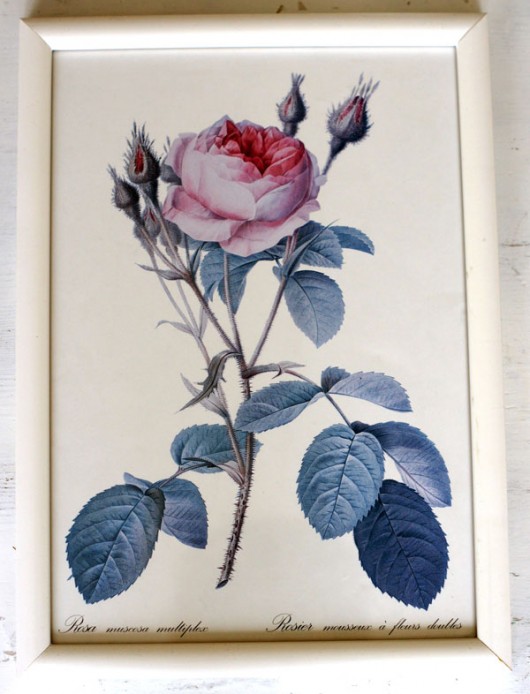 różany Galeria Belladonna
