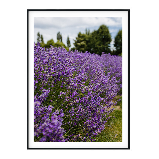 Plakat skandynawski Lawenda no. 3 myscandi