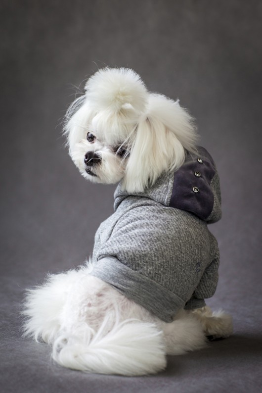 Bluza Grey By Luigi