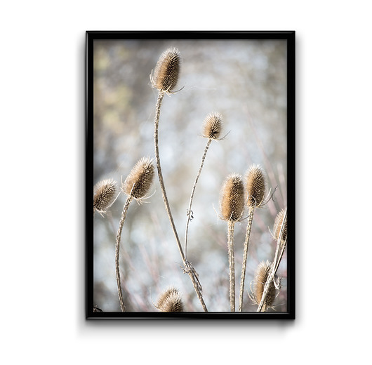Plakat Osty  Bury Lis