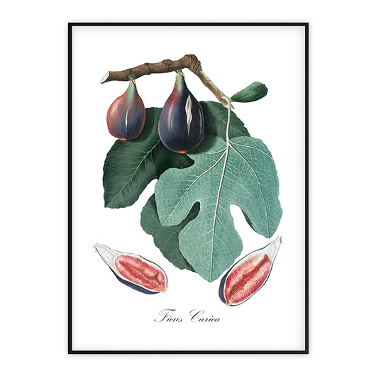 Plakat - botaniczna ilustracja FIGOWIEC muybien